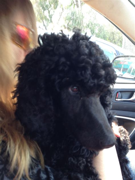 Recently maz has completed an online course for puppy training, that in light of the current quarantine is a great starter while at home. My beautiful standard poodle puppy on the way home from ...