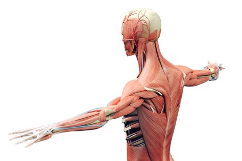 The Musculoskeletal System And Disease