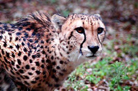 Free Images Nature Animal Wildlife Predator Fauna Cheetah