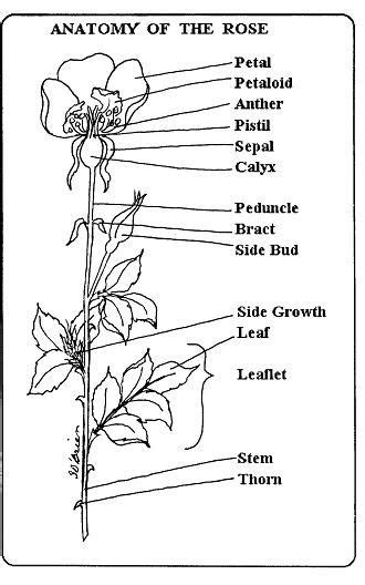 Pin By ℛose ℘otter On The Anatomy Of A ℛose Flower Anatomy Flower