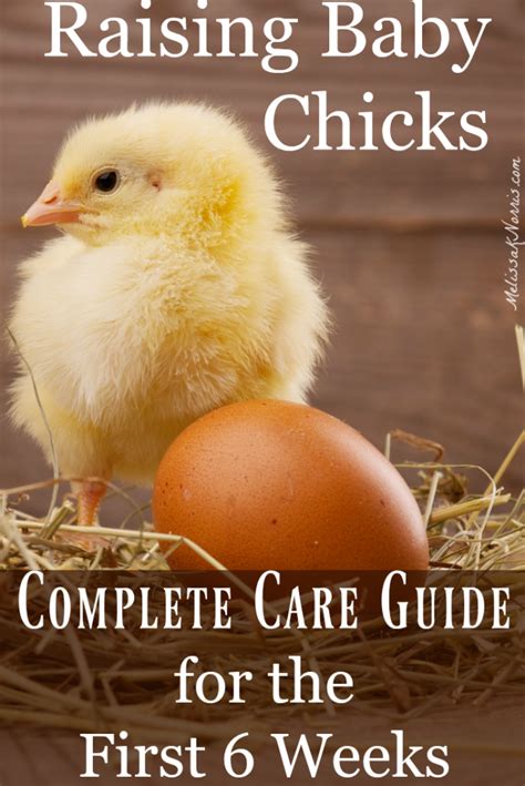 Even if you're careful to select only hens; Prep Blog Review: 60+ DIY Chicken Coops You Need In Your ...