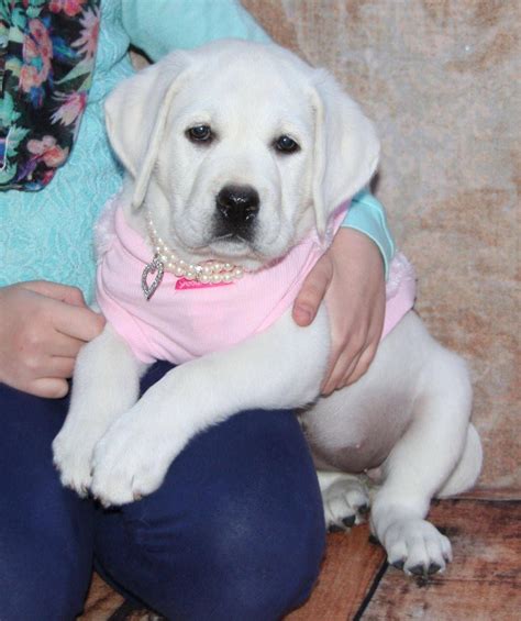 White Labrador Puppy And Puppies For Sale Buy A White Lab Puppy