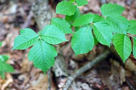 What Is Black Spot Poison Ivy Hunker