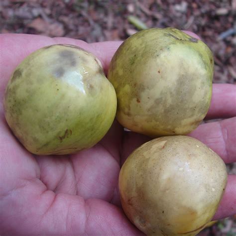 The apple tree is a type of fruit tree. ~LAWULU~ Chrysophyllum roxburghii INDIAN STAR APPLE Rare ...