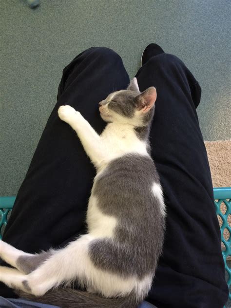Adorable kitten sleeping in my lap! : r/aww