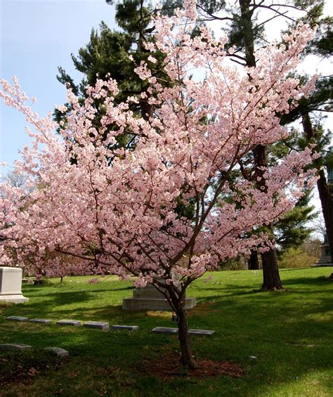 The flowers might be pink or white. Prunus 'Accolade' (d) - Big Heart Tree Care