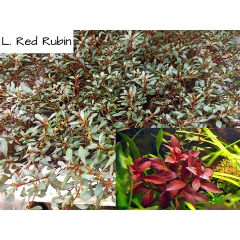 Ludwigia Red Rubin Plant Aquatic Plants For Aquarium Aquascape