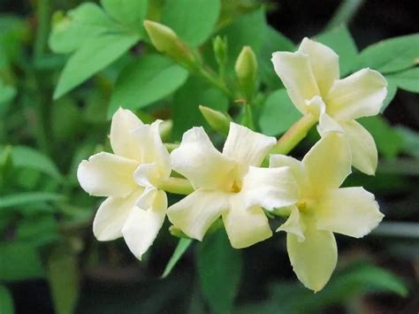 Does Jasmine Attract Or Repel Rats Spiders Ants Bugs Etc