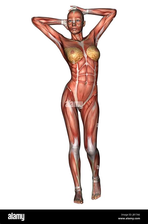 3d Digital Render Of A Female Anatomy Figure With Muscles Map Isolated