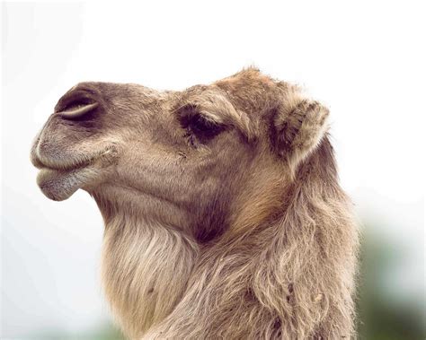 Camel Dromedary Desert Free Photo On Pixabay