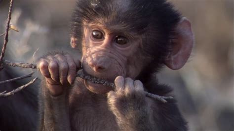 Shock the monkey is a song by english rock musician peter gabriel. Peter Gabriel - Shock The Monkey - YouTube