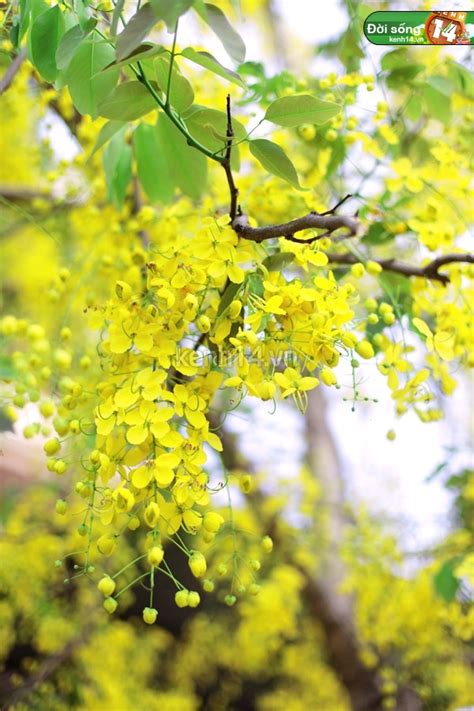 Có loài hoa ở trên đồng xanh cũng có loài hoa khoe sắc trên cành mỗi loài hoa mỗi sắc hương. Ngắm hoa muồng hoàng yến vàng rực ở Huế