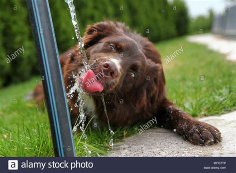 Thirsty Dog Hi Res Stock Photography And Images Alamy
