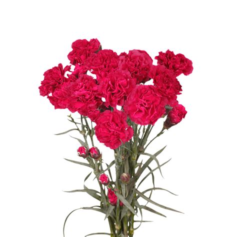 Hair's natural curl and volume are boosted, and you're left with the beachy waves you. Order Hot Pink Spray Carnation For Wedding Bouquet in 2020 ...