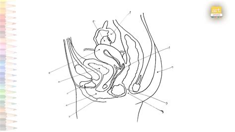 Female Reproductive Organ Anatomy Diagram How To Draw Female Reproductive Organ Anatomy System