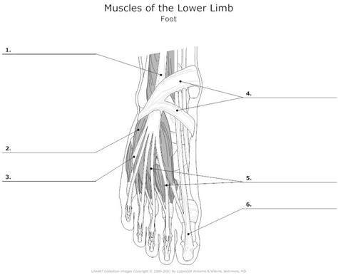 muscle blank drawing - Google Search | Anatomy, Foot anatomy, Physiology