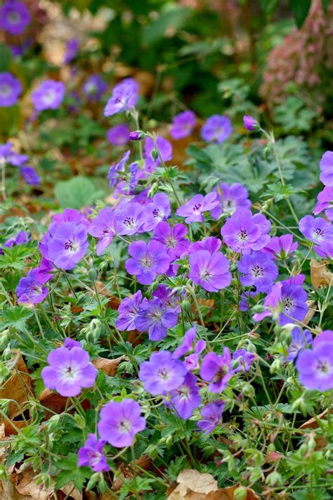 Perennial Flowers That Bloom All Summer