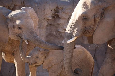 World Elephant Day 2021 Reid Park Zoo