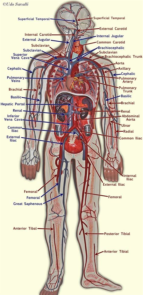 Arteries Diagram Upper Body Vascular Anatomy Of The Upper Limbs Springerlink Axillary