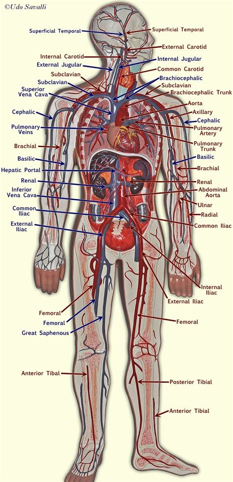 Arteries Diagram Upper Body Vascular Anatomy Of The Upper Limbs