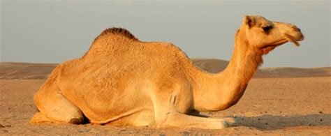 Dromedarius) and the bactrian, or it is a prey animal by origin, although today the only animal species eating camel meat is the human. Egypt Cracks Down on Camel Abuse - Sada El balad
