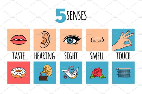 The Five Senses Chart Diagram Infographic Vector Image Gambaran