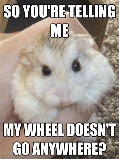 Scared Hamster Meme Video Guides Pets
