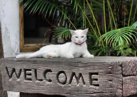 The Best Welcome I Can Think Of Cats Cats And Kittens Cute Cats