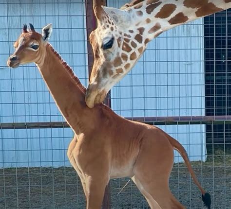 Extraordinary Baby Giraffe At Tennessee Zoo Was Born Without Spots