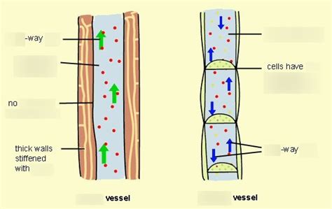 Biology Xylem Vs Phloem Diagram Quizlet