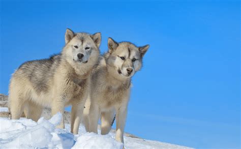 The Greenland Dog Breed Guide And Top Facts Animal Corner