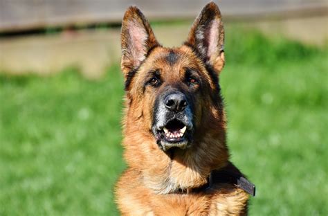 L'importante è mantenere un' alimentazione sana, equilibrata e proporzionata al peso, all'età e all'attività fisica del cane. Il Pastore Tedesco, creatura elegante, intelligente e forte