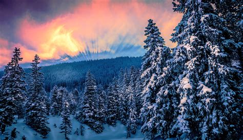 Download Sunset Sky Snow Tree Forest Nature Winter 4k Ultra Hd Wallpaper