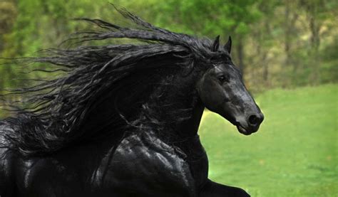 White Wolf Meet Frederik The Great A Stunning Friesian Stallion From