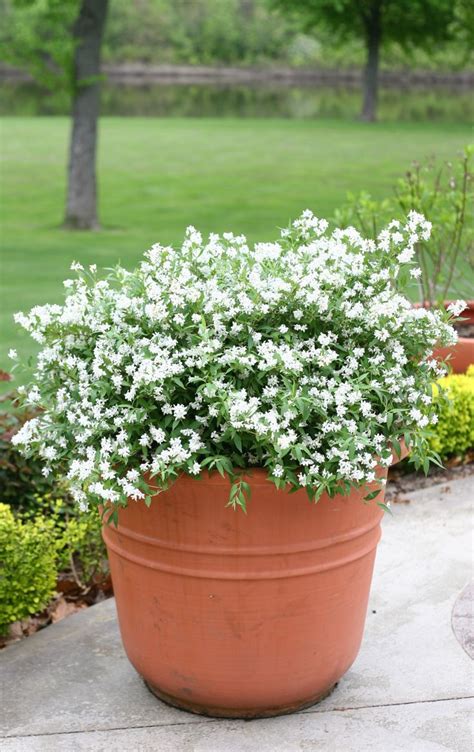 Amazon's choice customers shopped amazon's choice for… small white flowers. 47 best Shrubs for Containers images on Pinterest ...
