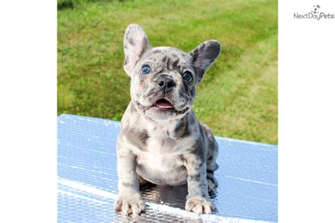 A little over 7 lbs do not miss out on the sale pending. Blue merle french bulldog | Dogs, breeds and everything ...