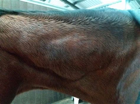 Horse Abscess Treatment Manx Theraplate