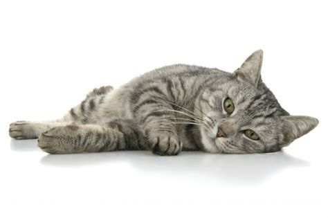 If you give them heartworm preventative while they have heartworms you can kill. Heart of the Matter: Heartworm 101 - Feline Wellness Online