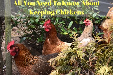 Keeping Chickens Pet Nursing Pet Services Saltdean Peacehaven