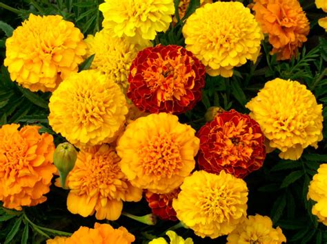Bees, like many insects, see from approximately 300 to 650 nm. Can You Guess Which Flowers Don't Attract Bees? Top 10 ...