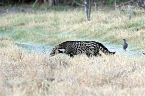 African Civet — Animals — Destination Uganda Travelers