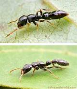 White Ants What They Look Like Images