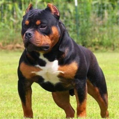 Today you can see pitbull puppies in numerous homes sleeping with their owners and roaming around in balconies. How Much Does a Rottweiler Pitbull Mix Cost? | Pitbull Puppies