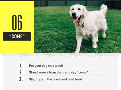 21 Essential Dog Commands To Teach Your Dog Gallant