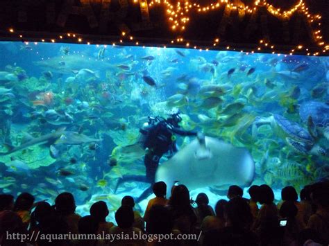 My Aquarium Journey In Malaysia Aquaria Klcc Part 3