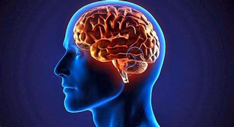 Frutose Pode Estimular O Desenvolvimento Do Alzheimer Sugere Estudo