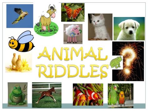 Animal Riddles Complete Answers Level 1 100 App Cheaters
