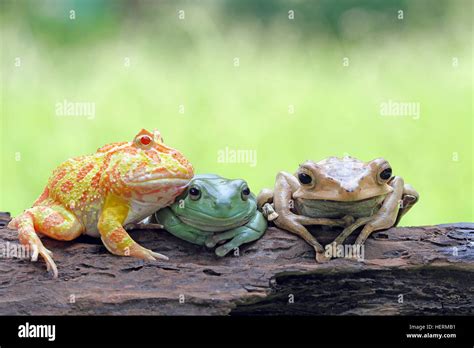 Three Frogs Sitting On A Log Indonesia Stock Photo Alamy