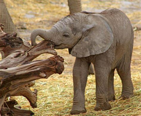 Nace El Primer Elefante Africano En Puebla N
