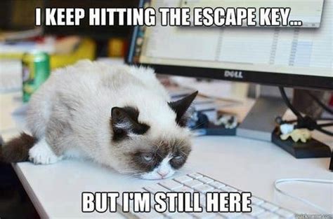 Maybe you would like to learn more about one of these? Please release me, let me go.... | Funny grumpy cat memes ...